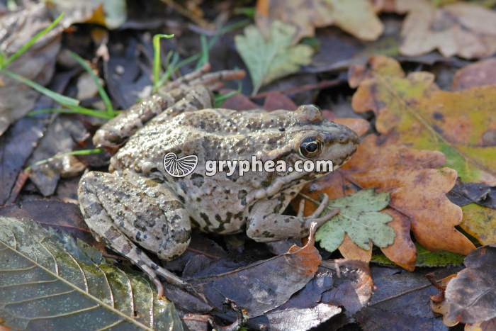 Genouille - gryphea.com